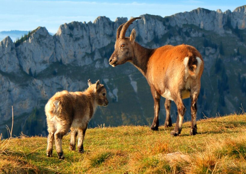 2025_12_22_Image_alpine-stone-crack from Pixabay